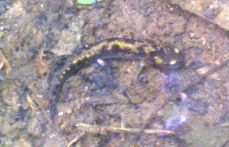 salamandra? S, larva in corso di metamorfosi